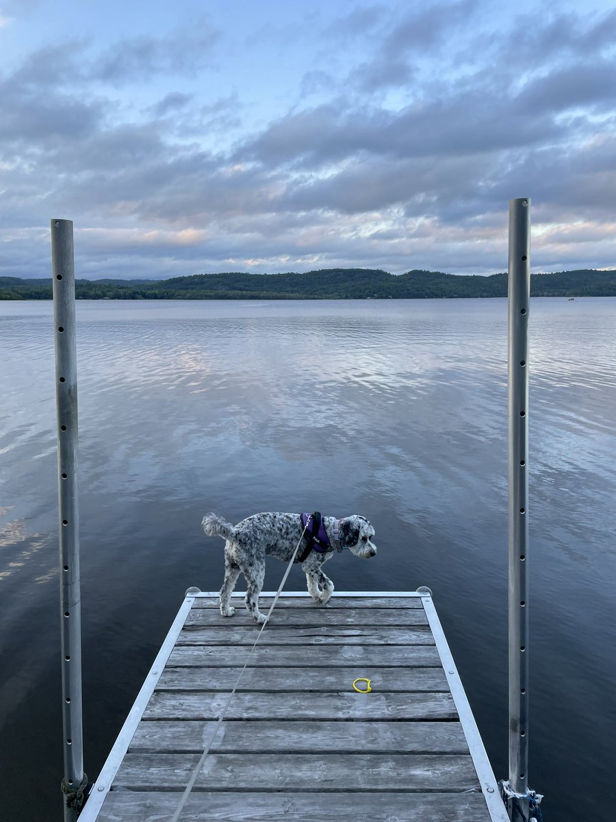 Joe Maurice tweet media