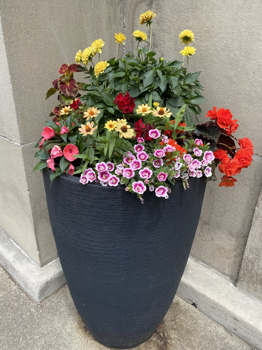 These pictures from downtown Rochester do not contain a mountain lion.

You’re welcome.
