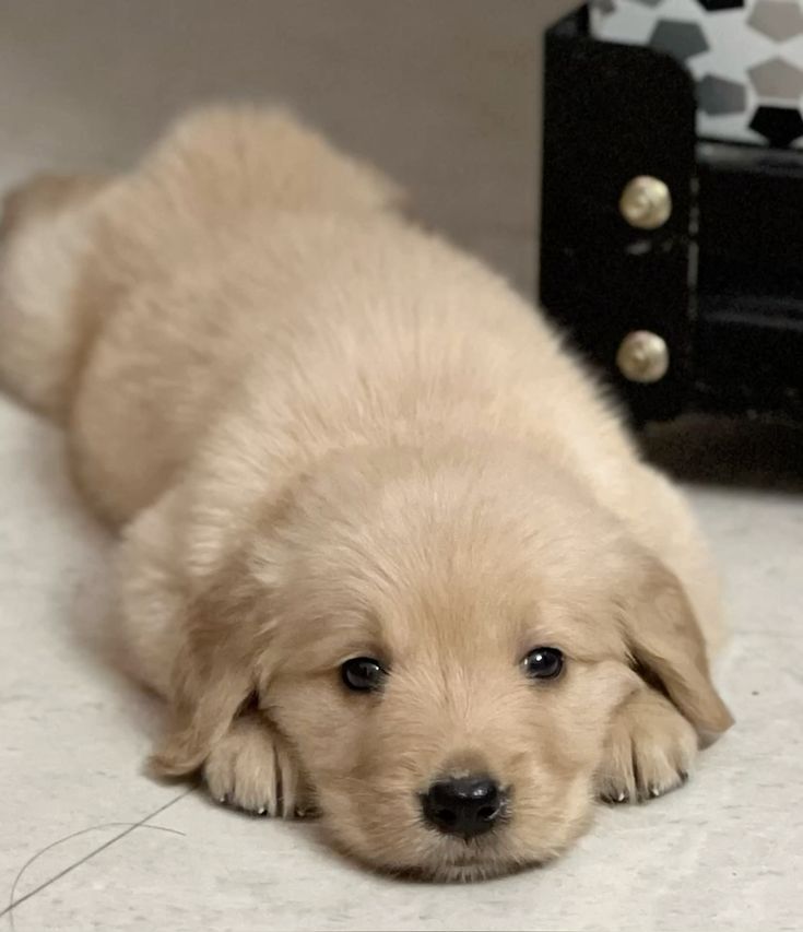 Popularpuppies © (@popularpuppies3) on Twitter photo 