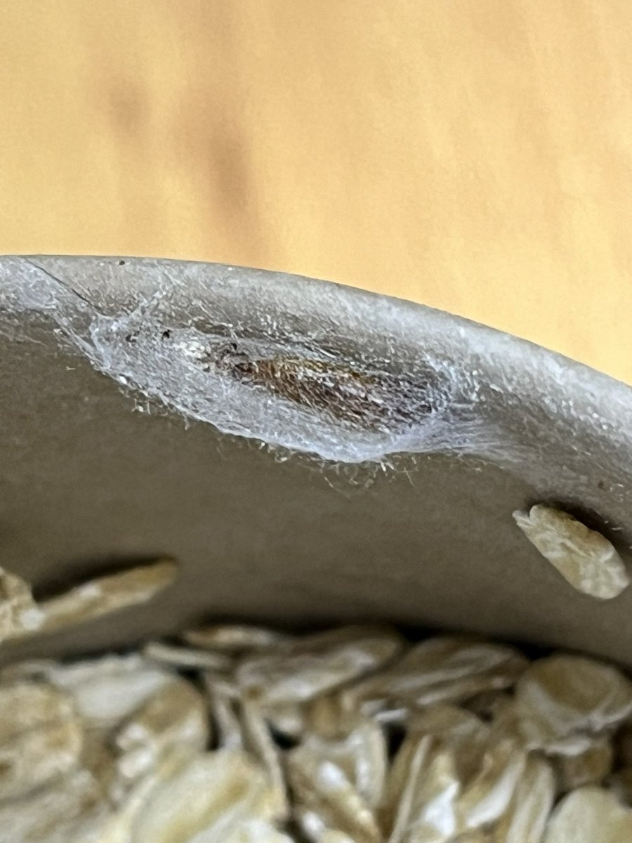 Vane Gamez tweet media