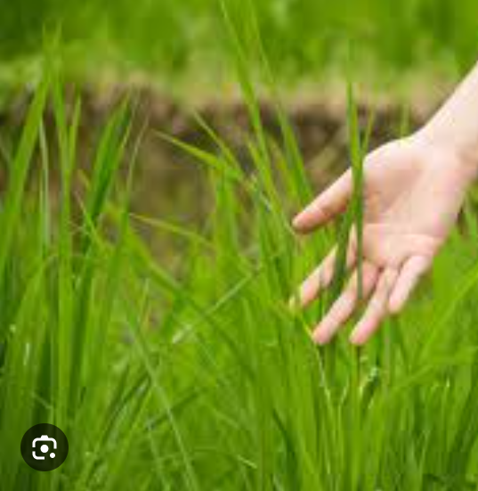 MonPatar's tweet photo. touch the grass!

#openseatouchgrass https://t.co/zuq6iA22jm