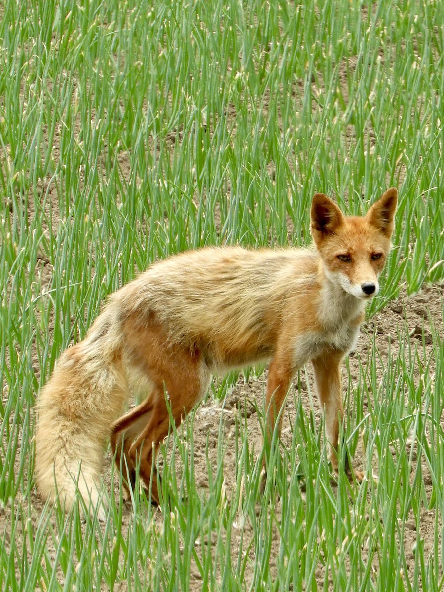 キタキツネ🦊