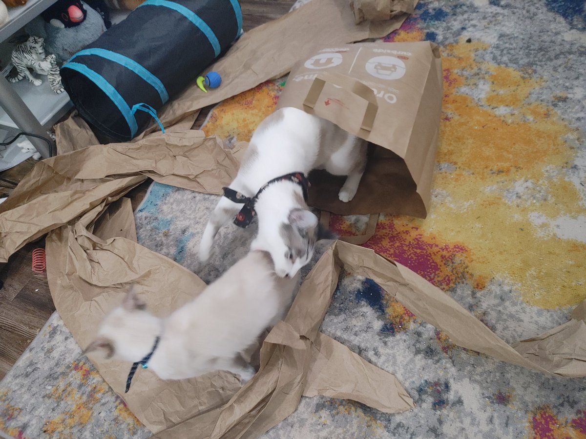 If you buy from me, then you're helping to keep these cute pets in my current apartment 💙 

4th pic is the cats playing but it looks funny so I had to include it 🤣 

Also you're preventing me from having to ask,my shitty mother to lend me money