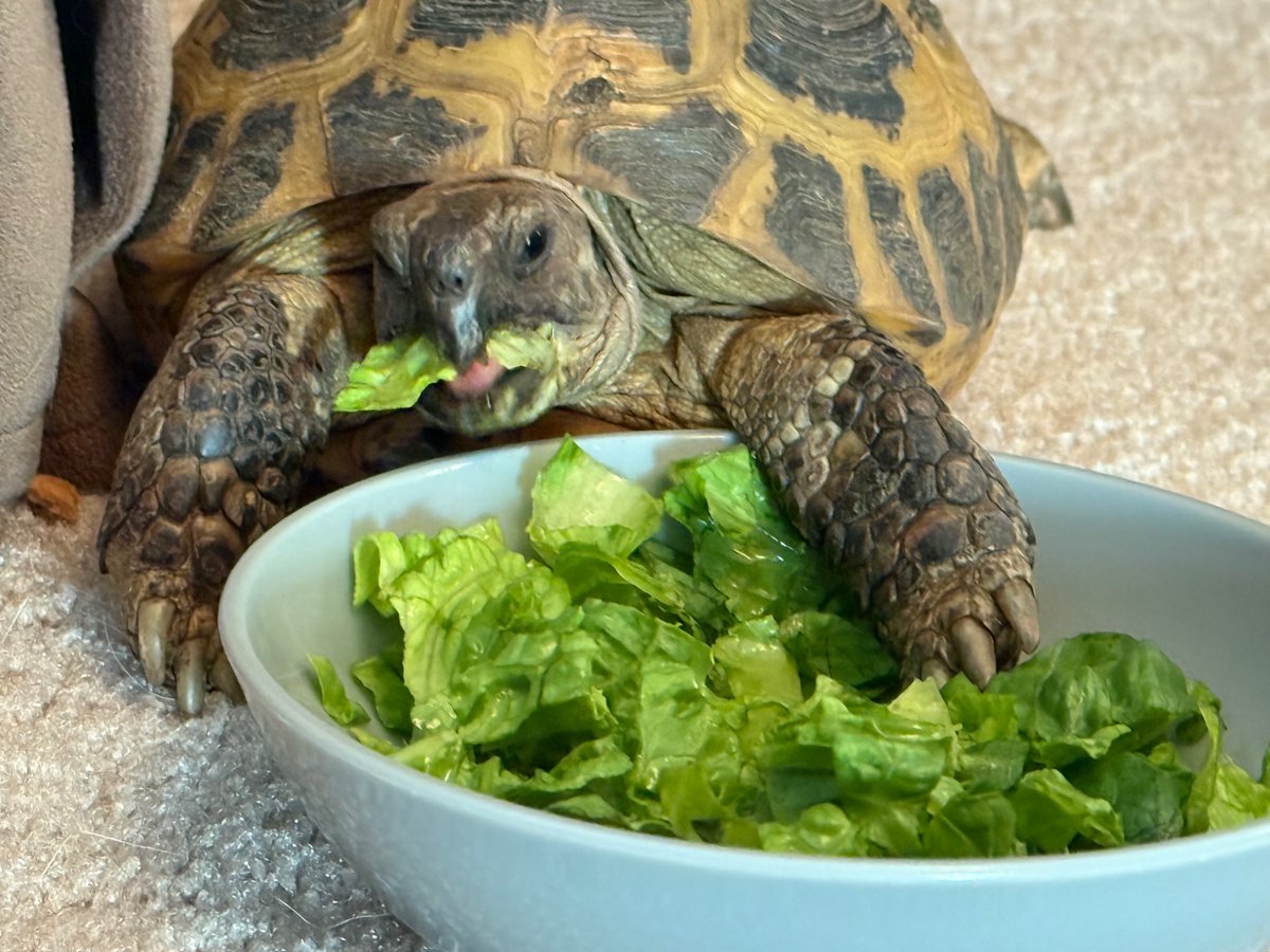 BangSwitch5000's tweet image. We adopted a dinosaur today