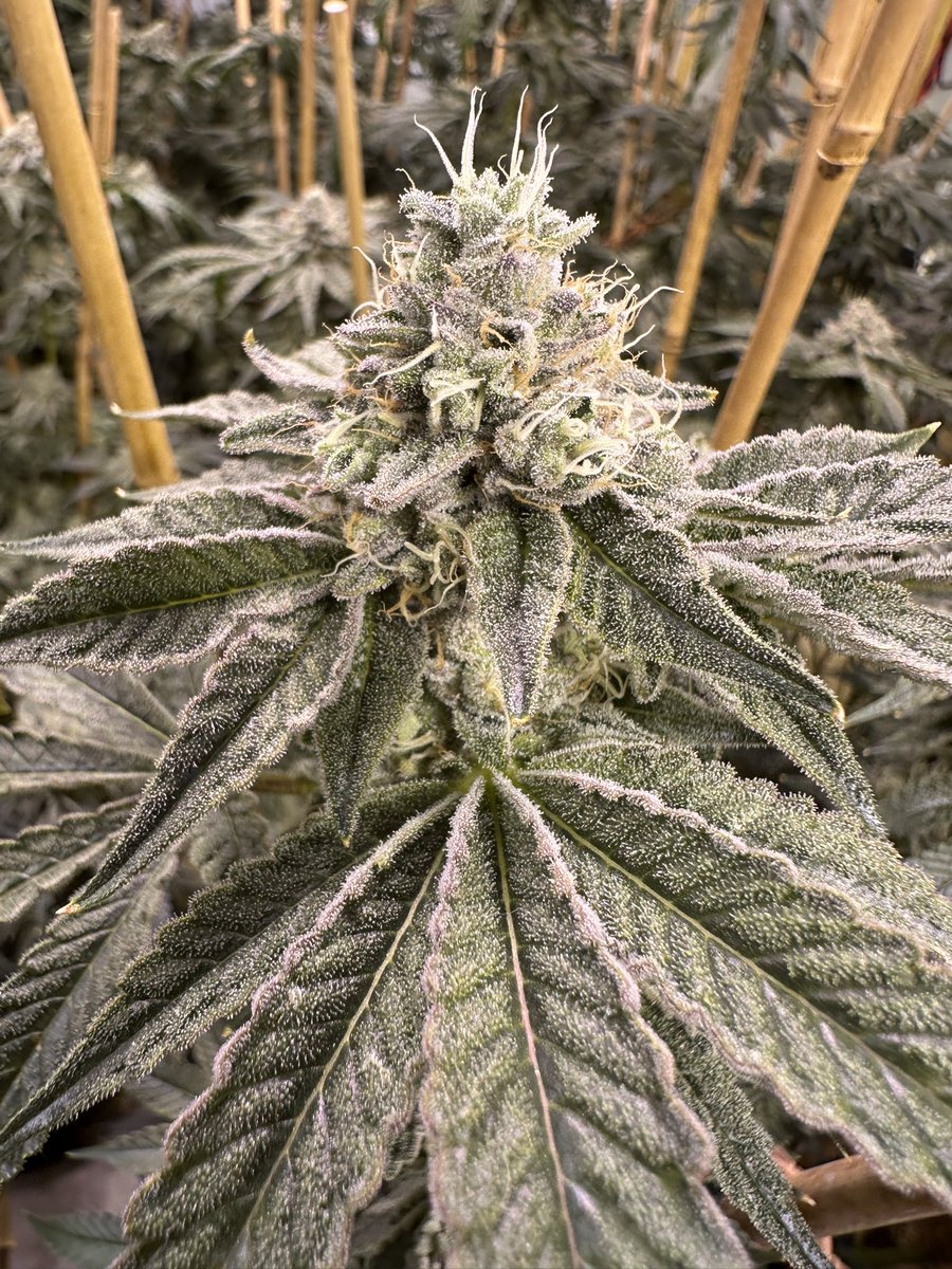 LCC Karl (@lccgenetics) on Twitter photo I think this is the best run of this one yet. Third time running this cultivar.
Day 46/70 of flower.
Im loving the nose and flavour she’s a looker and yields quite decent. 💪🏻 💯
Crossbow
(Moonbow 75 x Planet Purple f2)
<a href="/ArchiveSeedBank/">Archive Seed Bank</a> I think this is the best run of this one yet. Third time running this cultivar.
Day 46/70 of flower.
Im loving the nose and flavour she’s a looker and yields quite decent. 💪🏻 💯
Crossbow
(Moonbow 75 x Planet Purple f2)
<a href="/ArchiveSeedBank/">Archive Seed Bank</a>