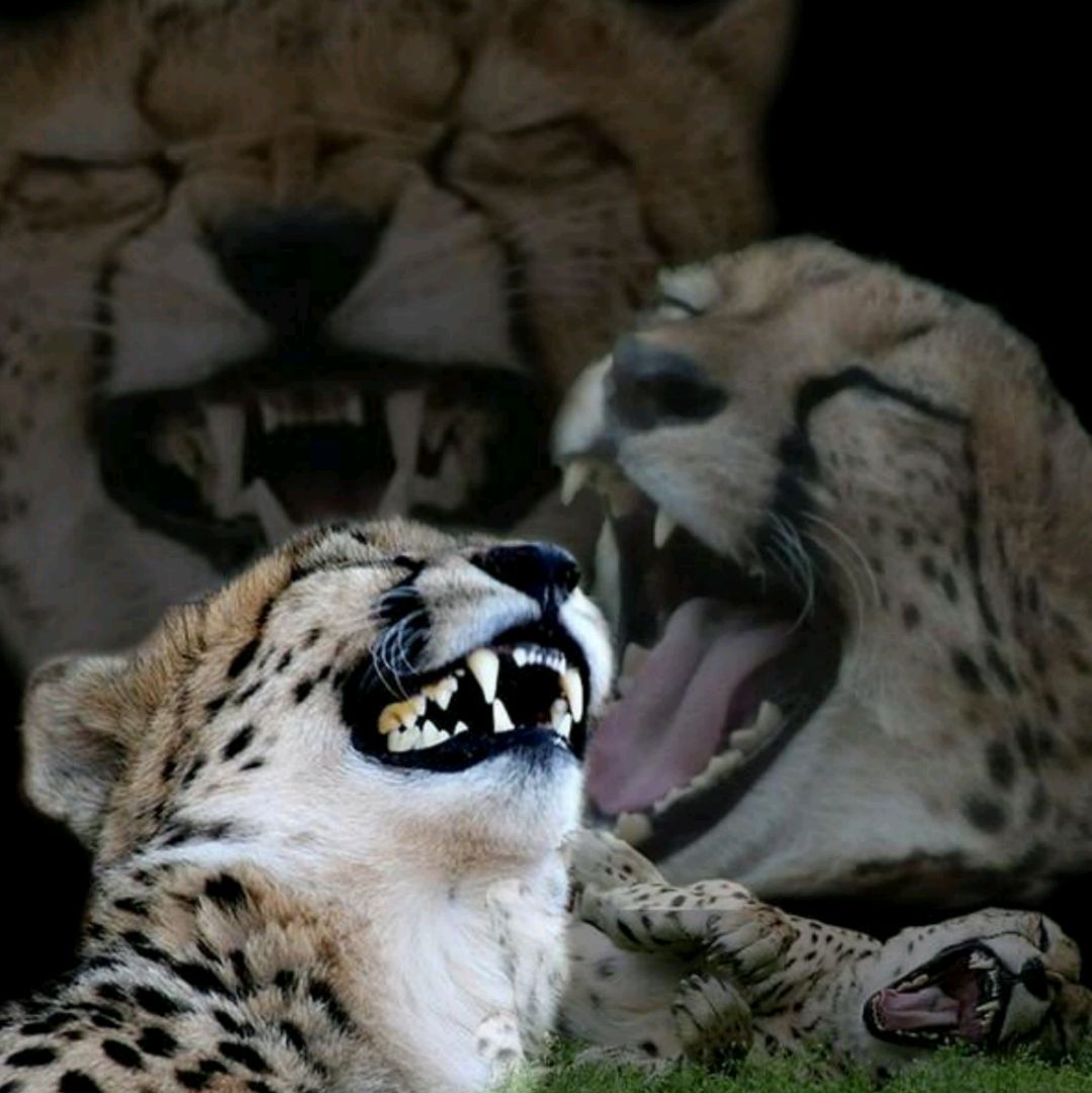 NifMuhammad's tweet image. 