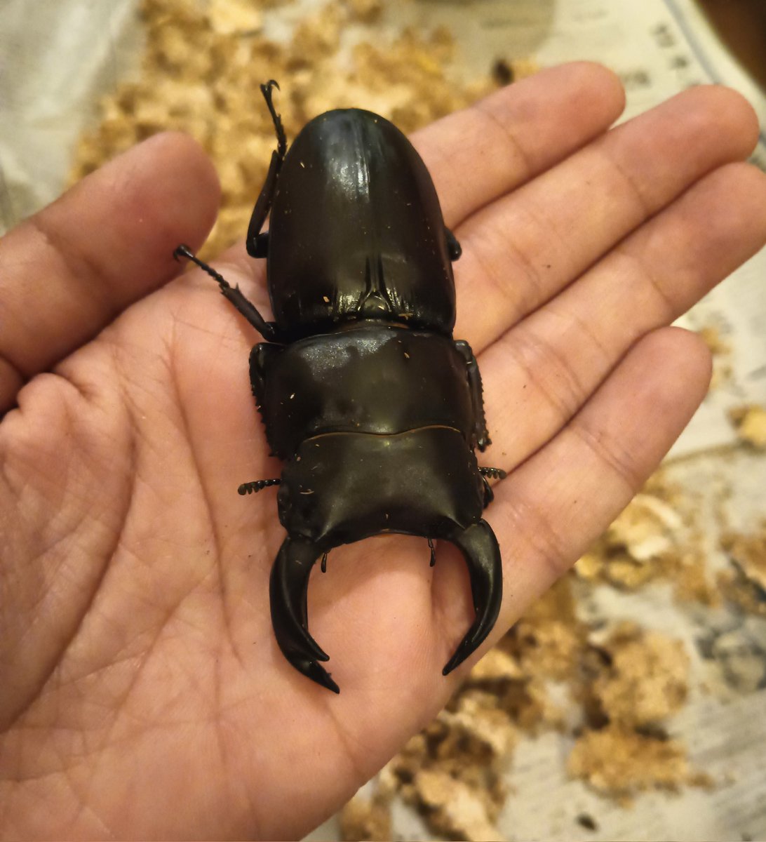 去年の今頃、色々幼虫を育て始めた我が家に羽化ブームが。
今日オオクワ♂♀を無事掘り出せて、クワガタ冥利に尽きました。
無知なりに一生懸命育ててきて、無事出てきたら、とにかくかわいい。
インスラリスなんかも出てきて、グラデーションがとてもキレイ。