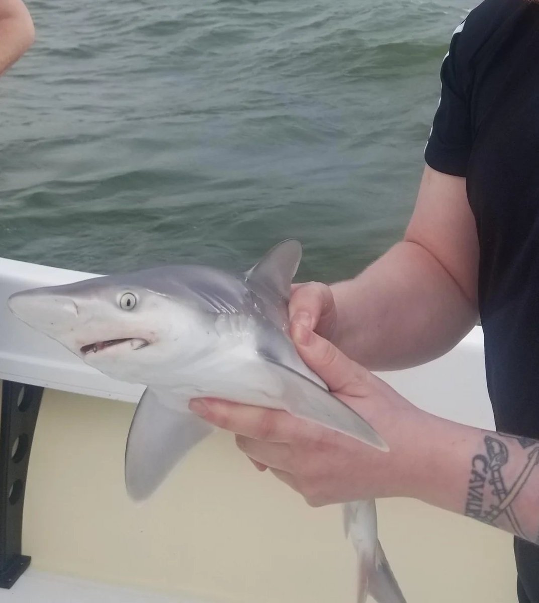 kkeolla's tweet photo. sandbar sharks look like they're just confused beings HAHAHAHA https://t.co/Y65YxbM9cn