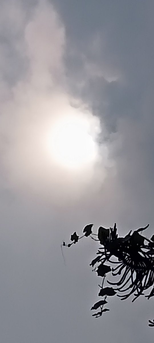 Good morning everybody 🙏❤️ 
শুভ সকাল বন্ধুরা 🙏❤️