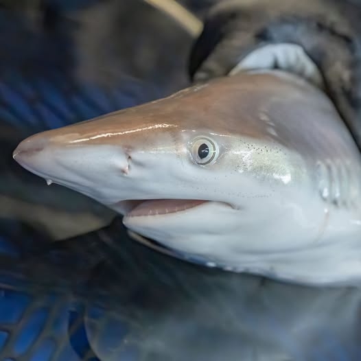 kkeolla's tweet photo. sandbar sharks look like they're just confused beings HAHAHAHA https://t.co/Y65YxbM9cn