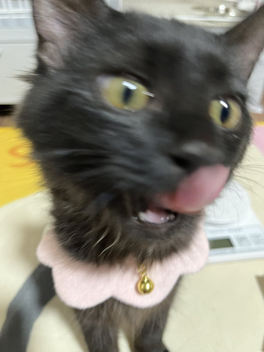 ichigoriraaaaaa's tweet photo. 今日のポメ子໒꒱
だいぶ大きくなったー😆 https://t.co/D7dGcg9Xf7
