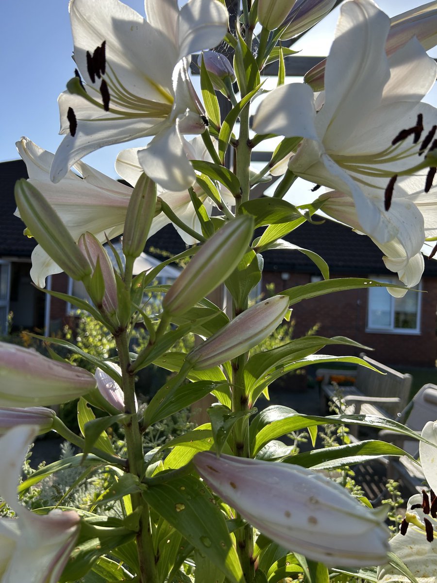 CllrPhilHarris's tweet image. Had a busy 2 hour catch up at the local care home on Saturday afternoon. The hot 🥵 weather really isn’t that hot when gardening. 30 degrees are u havin a laugh ? Granted a pub beer garden beckoned but the plants &amp;amp; wildlife 🦆🐦‍⬛🐿️🦔need water etc, in this weather ☀️💦