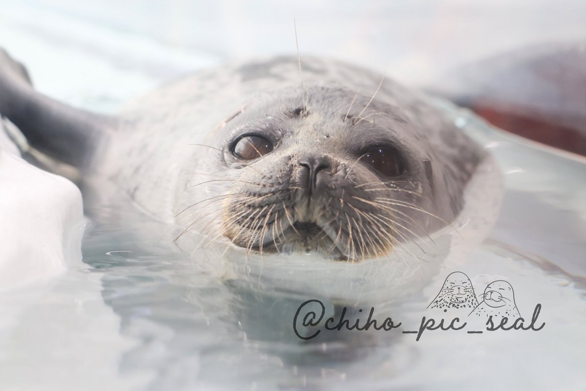 chiho_pic_seal's tweet image. ワモンアザラシのアラレちゃん♡
🦭Ringed seal / Arare
📆2025年撮影
📍 海遊館 Osaka Aquarium Kaiyukan
#海遊館
#ワモンアザラシ
#アザラシ
#seal