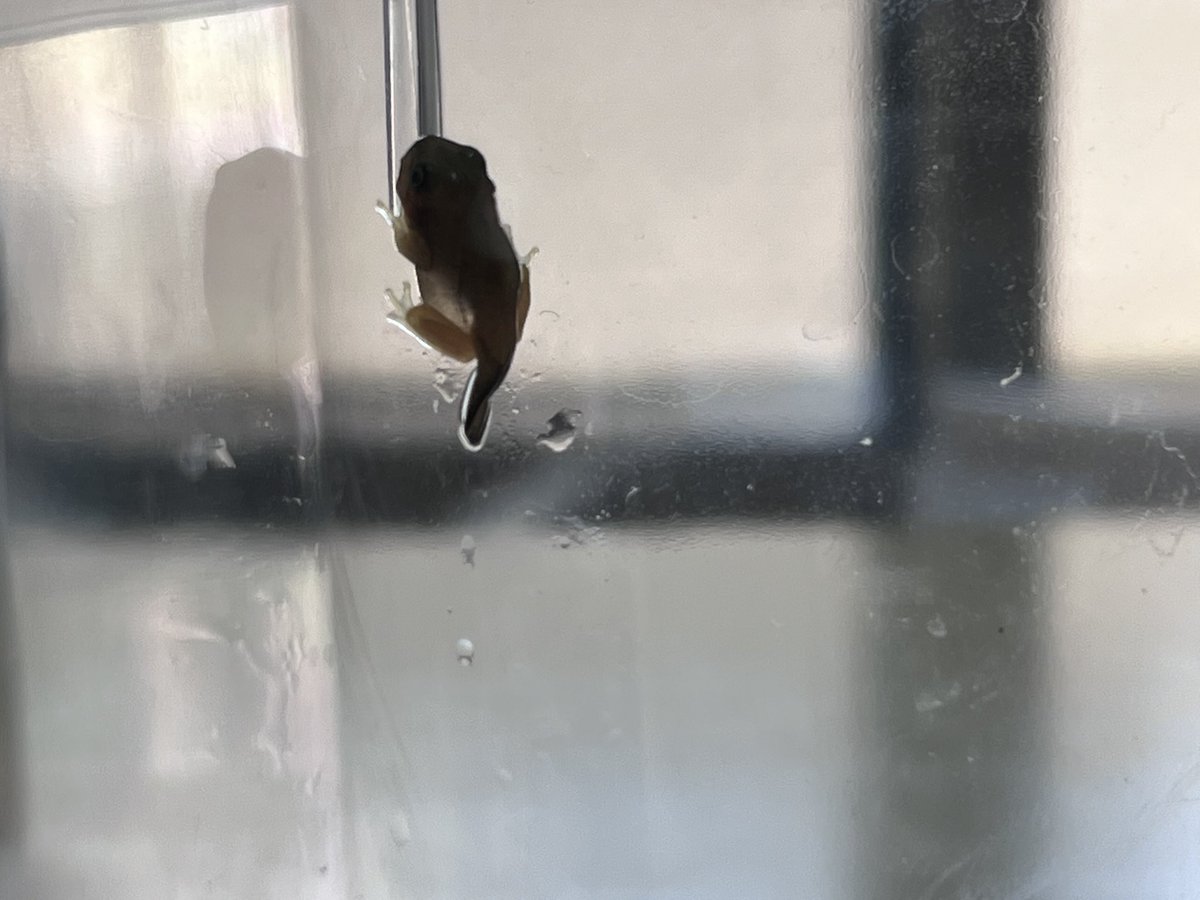 オタマジャクシがカエル🐸になった