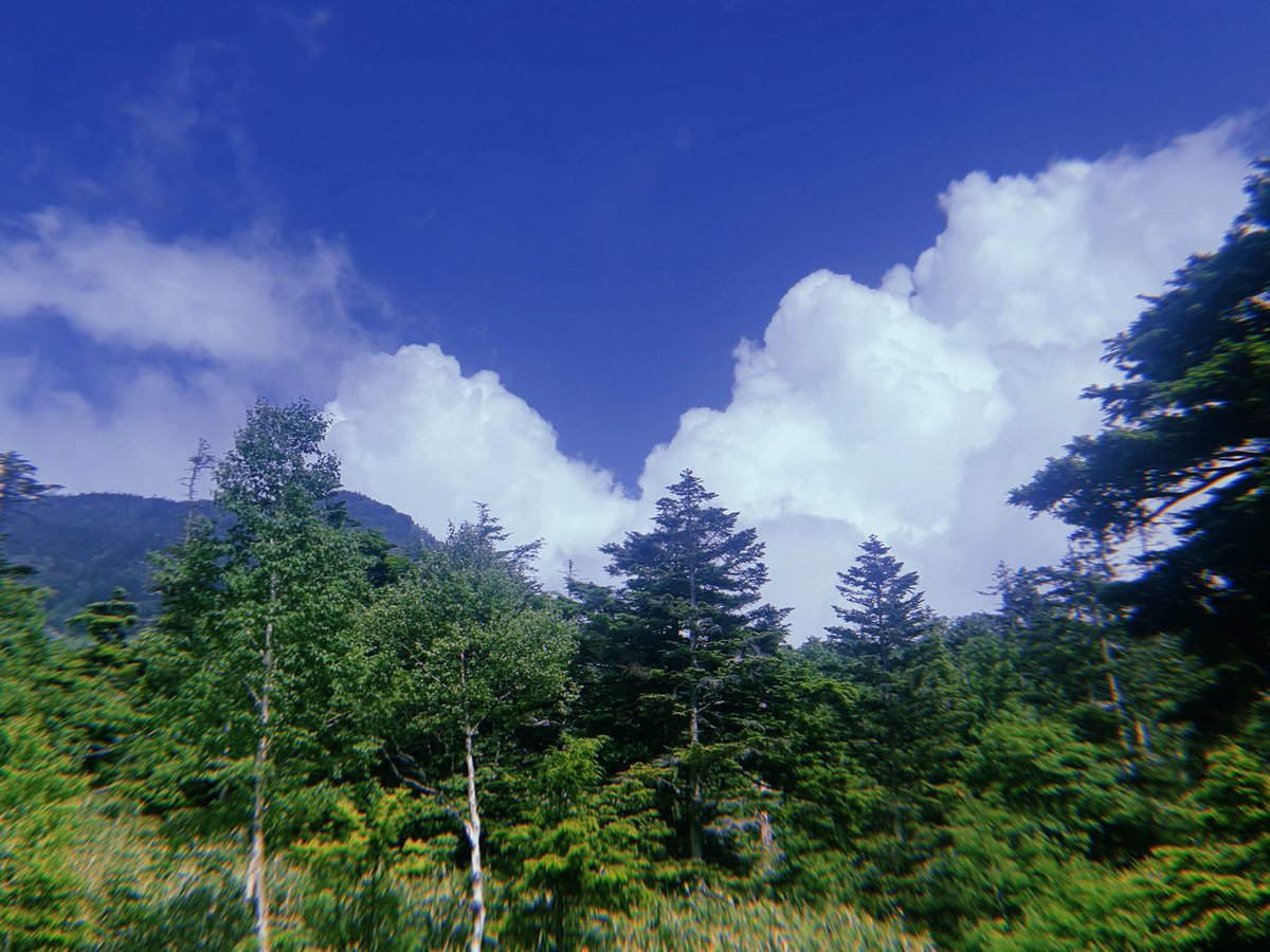 l3Rxx's tweet image. 長野にお邪魔して歩いてきた！山と湿原とても良かった🌲🪵🌳