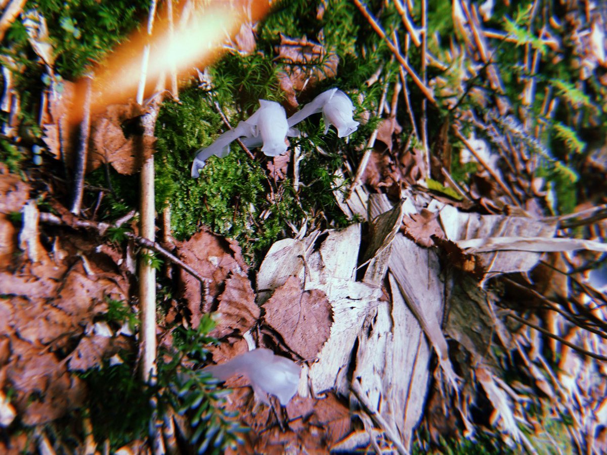 l3Rxx's tweet image. 長野にお邪魔して歩いてきた！山と湿原とても良かった🌲🪵🌳