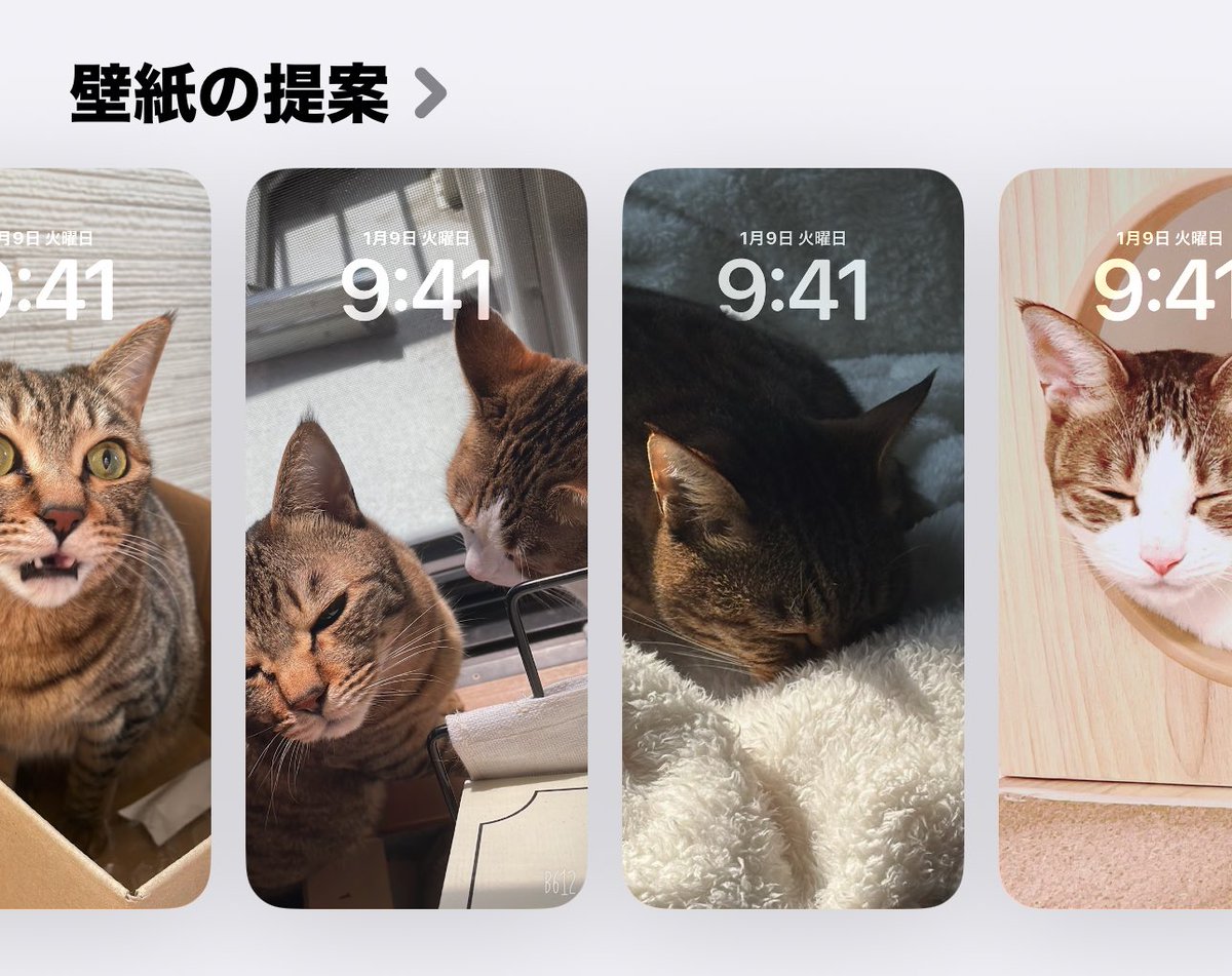 猫山にぼし🐈⬛🗻🐟 tweet media