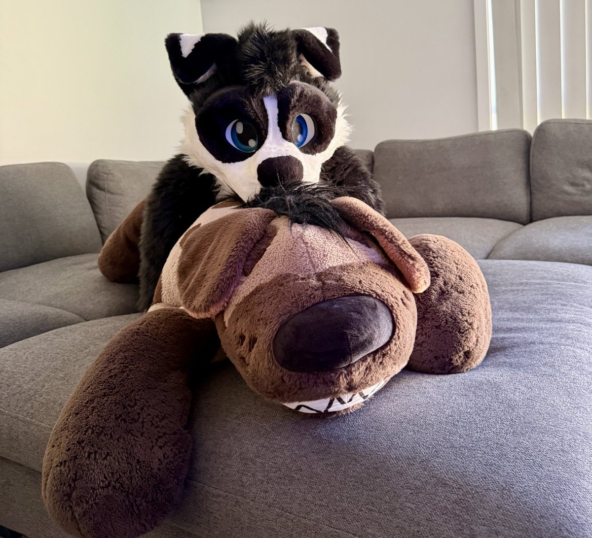 Dexter_Collie's tweet image. Grab onto your yeen and squeeze!

📸 @WinterFolf2 / @ranger_shep