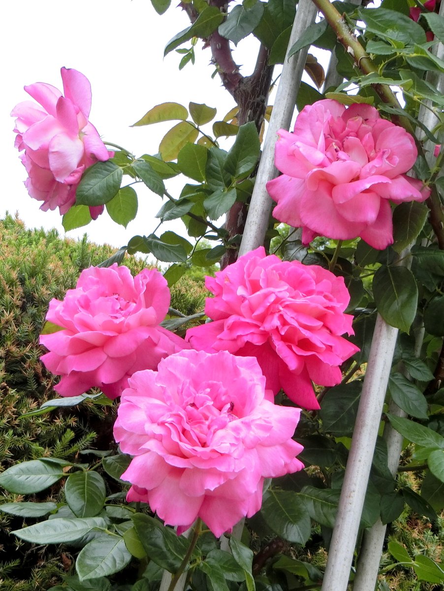 noka35520398's tweet photo. 日本🇯🇵JAPAN 🌹🎶ヽ(๑•ᴗ•๑)/🎶🌹
Photo by NOKA #日本JAPAN
ピンタレスト（Pinterest)https://t.co/DlunSvbKXX https://t.co/7BeKfpgYir