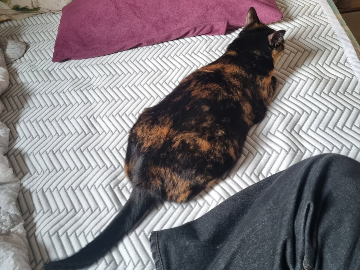 한여름에 냉감매트와 에어컨이라면 궁전으로 갈수도 있어🧊