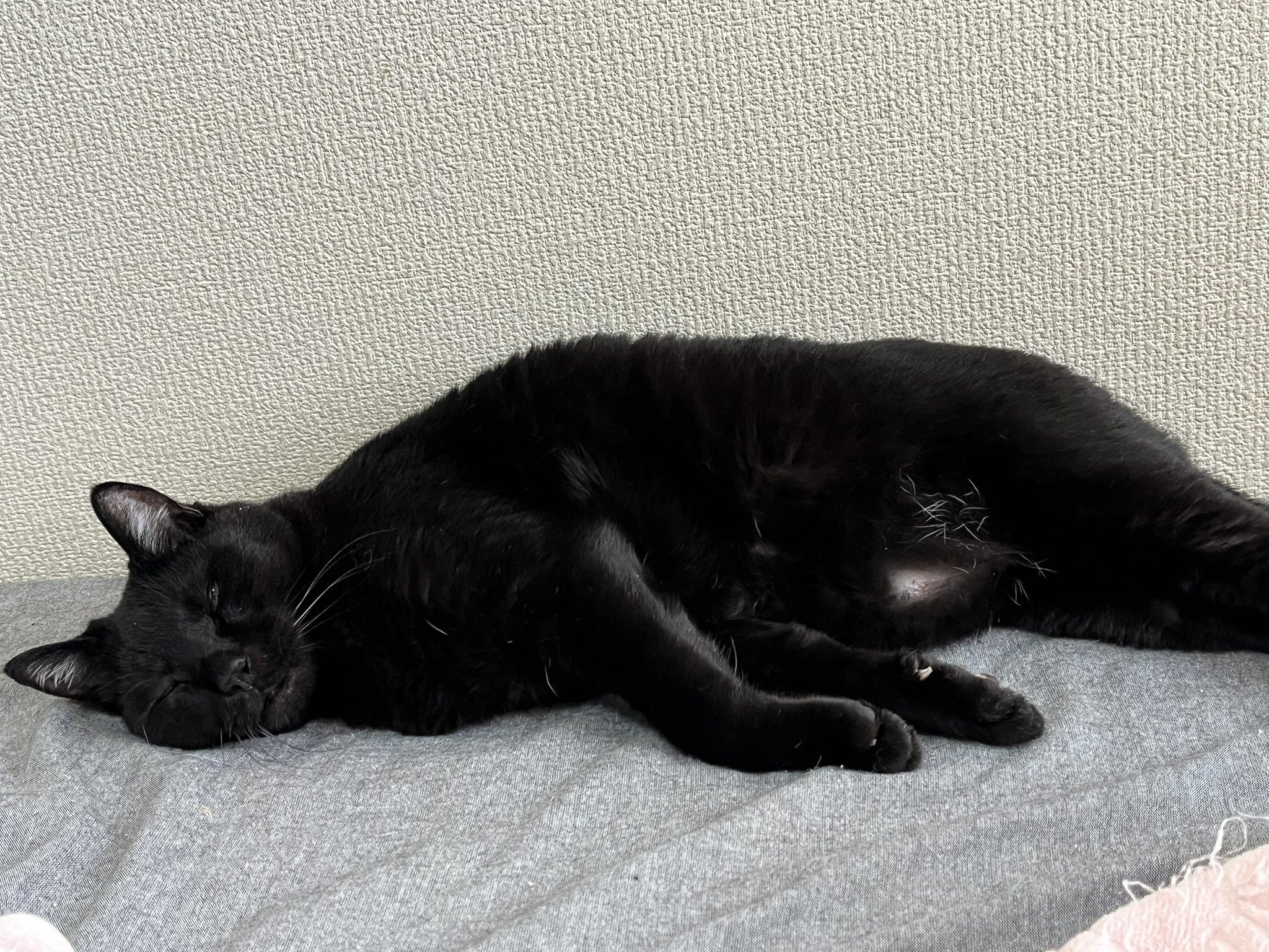 黒猫0619 黒猫＠クソザコ三半規管 on X: 
