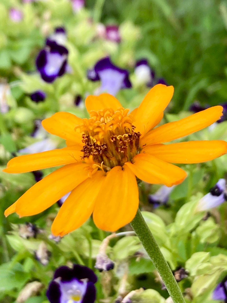 homoremore's tweet image. こんにちは。
ジニアは、次から次へと
花を咲かせてくれます。
暑さに強いですね。