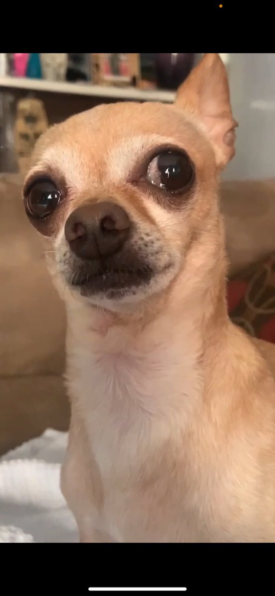 FriendlyNinja21's tweet photo. @MrBeast can i bring my dog https://t.co/qJ4j8RclFw