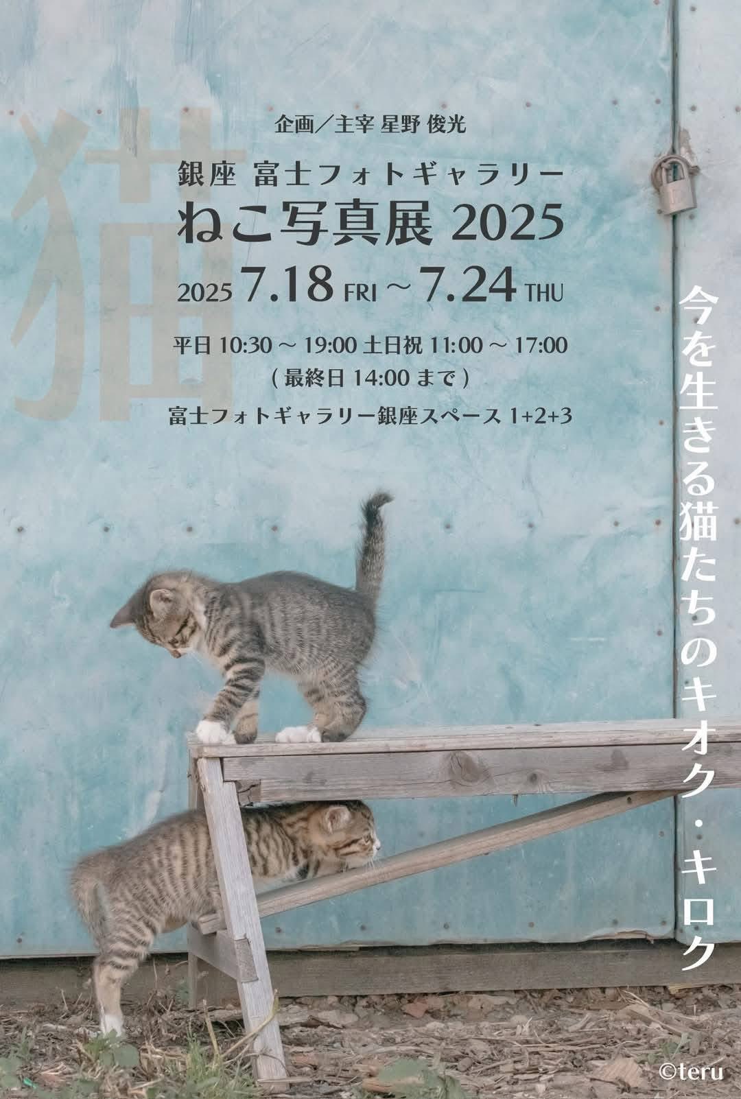 ねこ侍 猫侍 コレクターズセット（期間限定発売） | HMV&BOOKS online