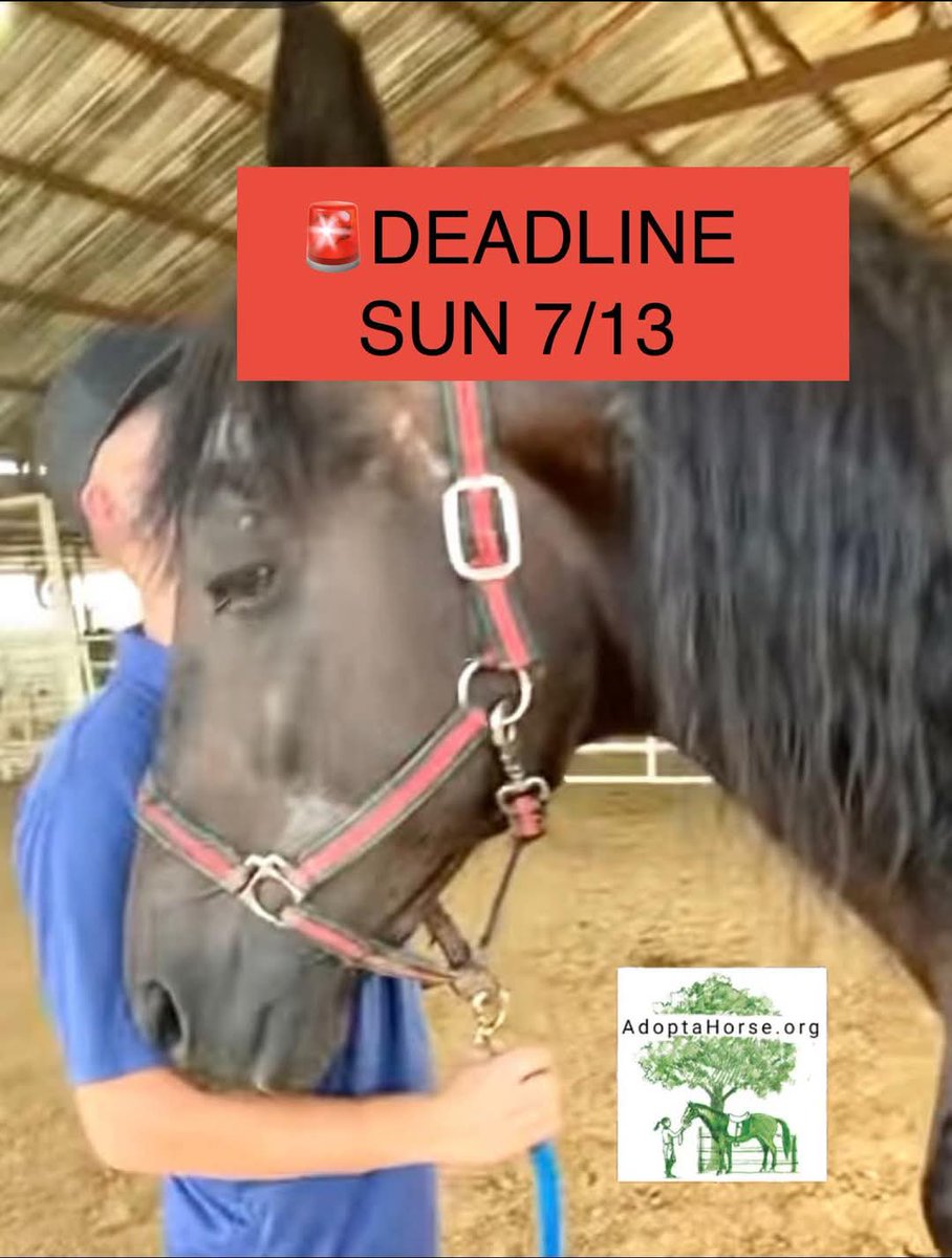 🆘️SHIPS SUN NIGHT, please help, he deserves better after a lifetime of loyalty. OFFER HOME, SHARE, DONATE 🙏
paypal.com/donate?campaig…