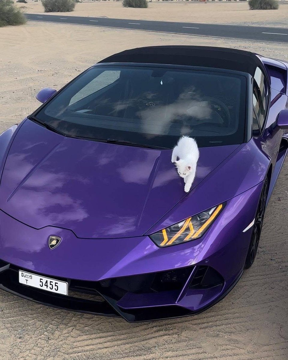 CarCultureCC's tweet photo. Kitty on a Lamborghini 💜🐾 https://t.co/vOQ1cxQ9C4