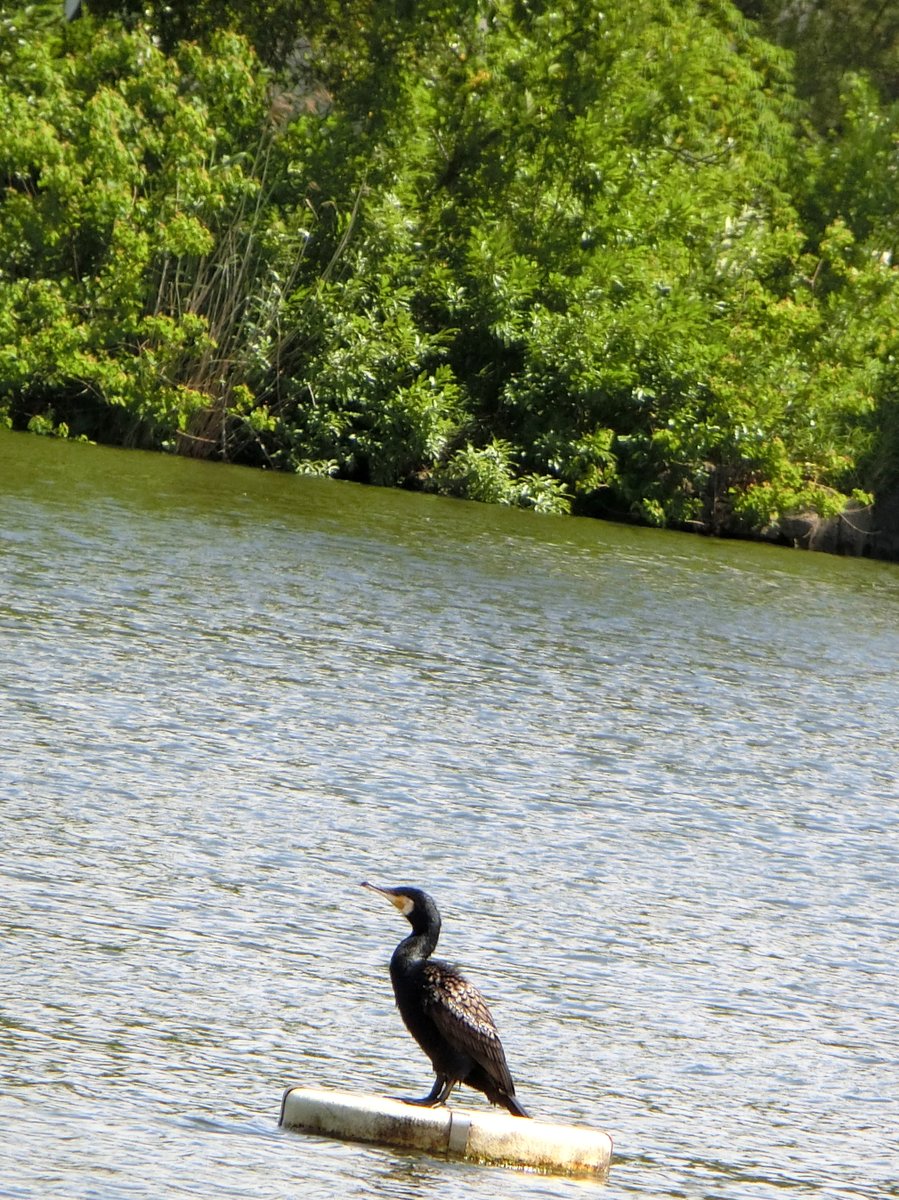 noka211's tweet photo. 日本🇯🇵JAPAN😺🌼🎶ヾ(´,,•ω•,,)ノ🎶⛩️🦆
Photo by NOKA  #日本JAPAN
ピンタレスト（Pinterest）https://t.co/tU5Zya2Jdg https://t.co/i8c1l7soQY