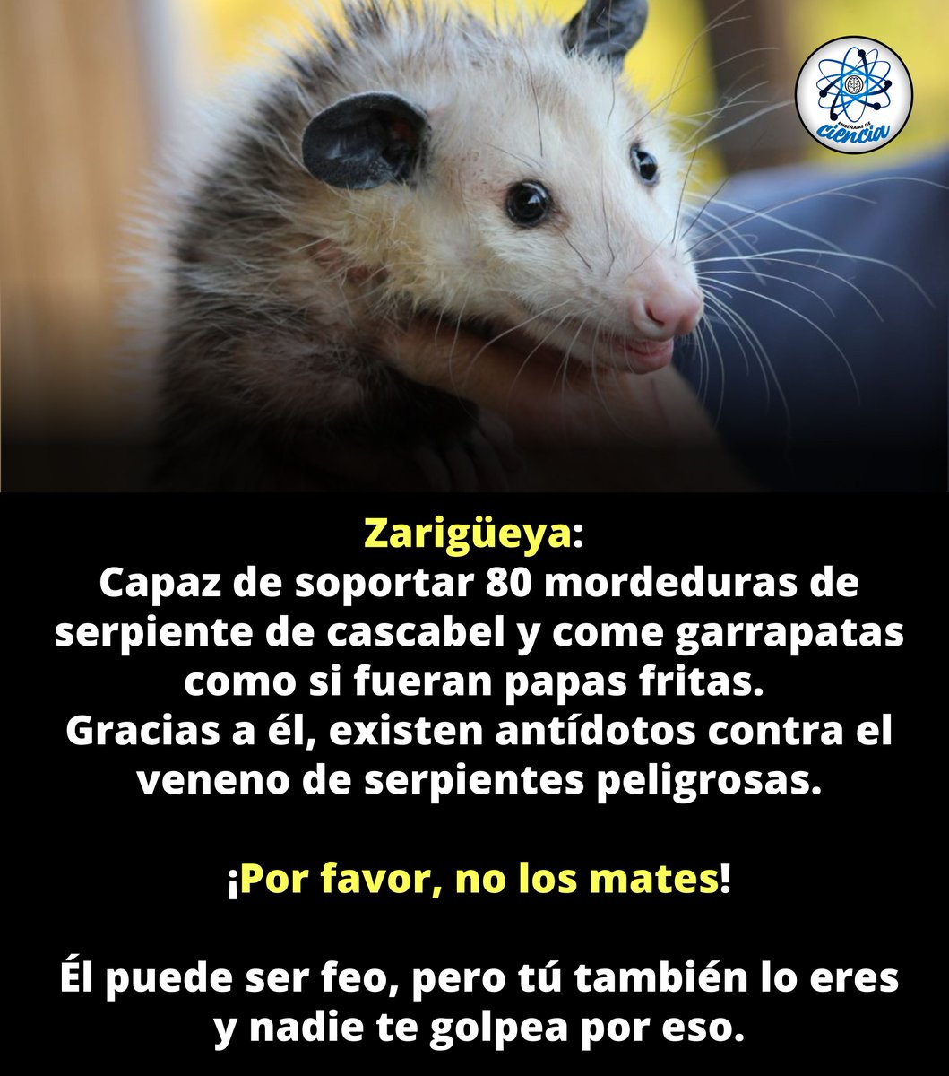 🦡 Dicen que la zarigüeya es fea…
🐍 Pero ella puede resistir el veneno de una serpiente de cascabel sin drama,
💉 ayudar a crear antídotos que salvan vidas humanas,
🦠 y devorar garrapatas como si fueran papas a la francesa.

🧪 Mientras tú te desmayas con una inyección,
ella