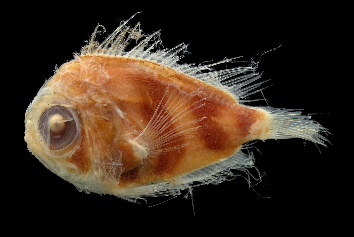 Deep Sea Daily tweet media