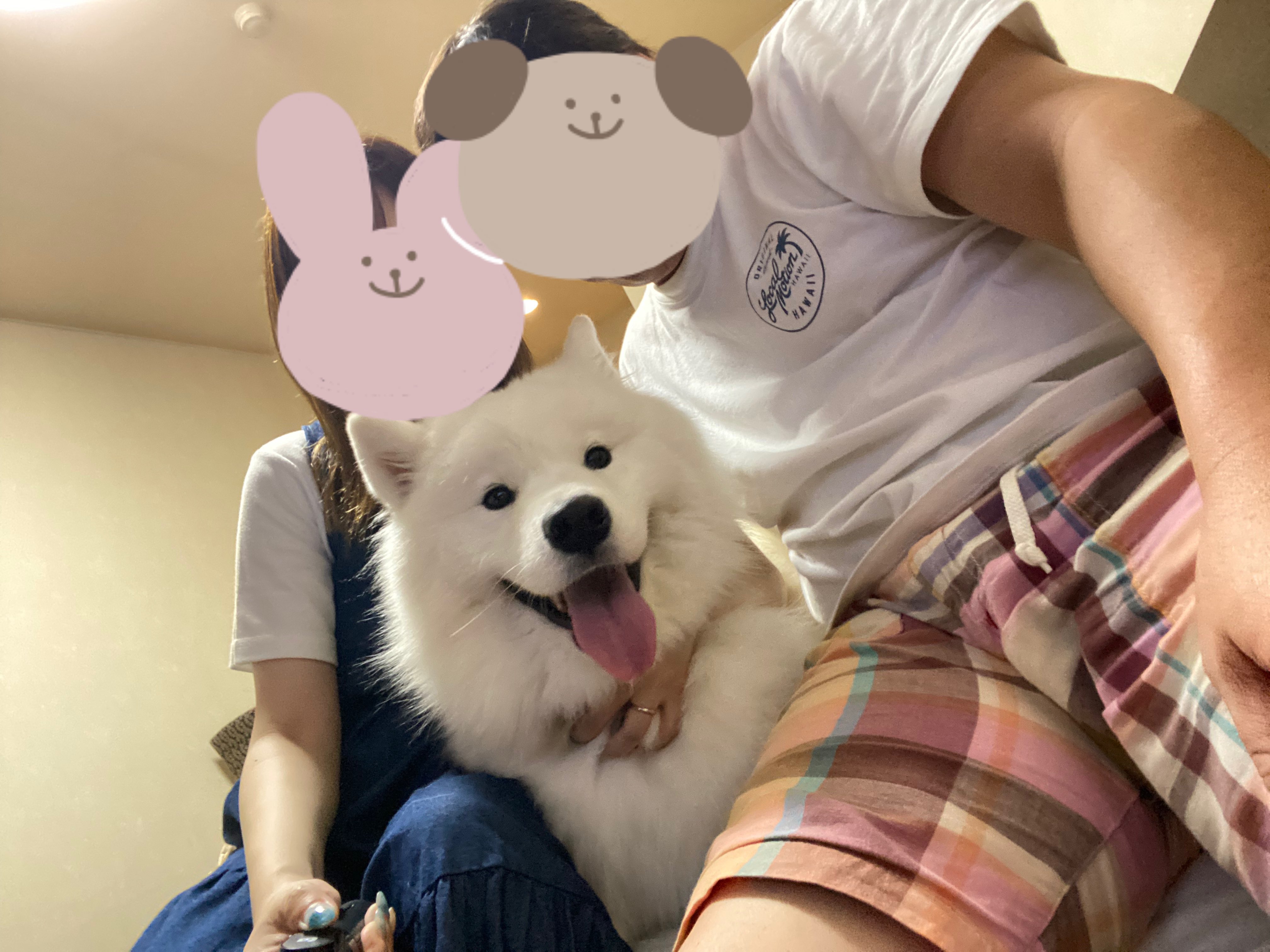 samoyed♡サモエド♡bear sweat♡クマスウェット♡トレーナー 楽天市場】【送料無料】トレーナー メンズ スウェット ブランド