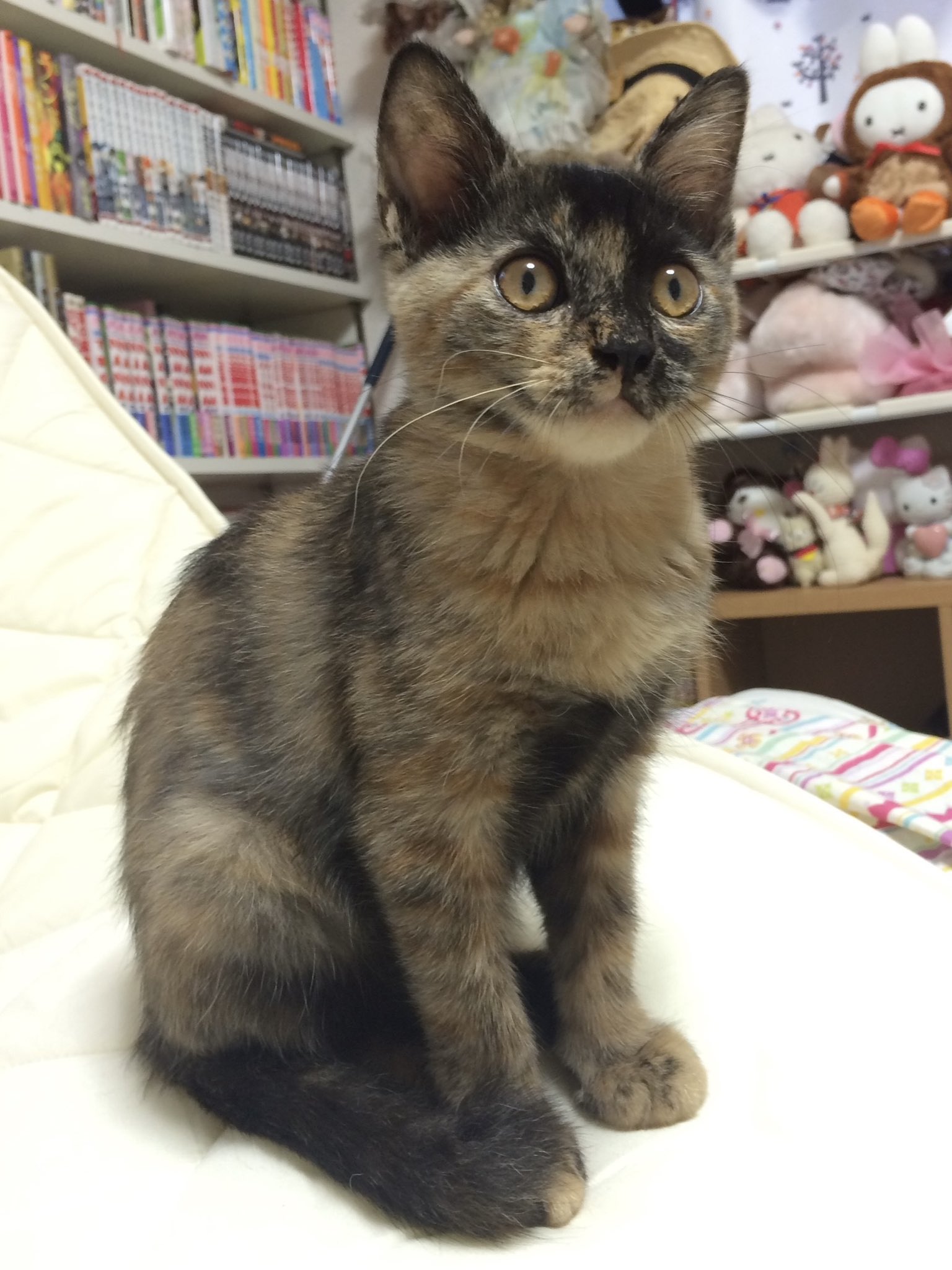 ちびねこ　準備中 cat_155992_1.jpg