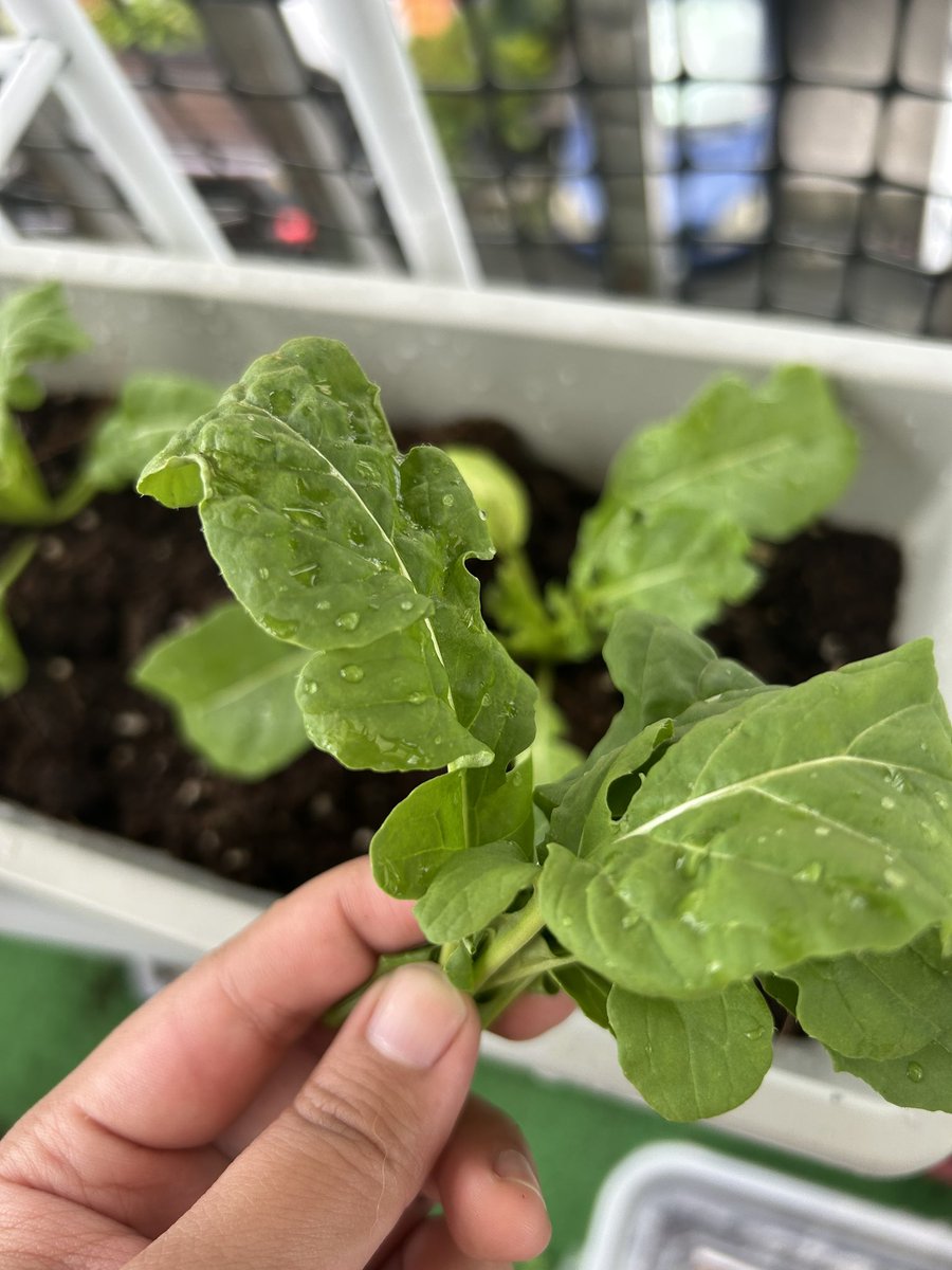 I GREW THESE. IM SO PROUD. 

Time to make a nice pasta