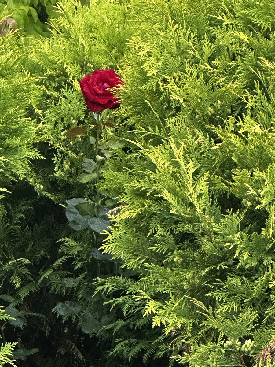 paul_siddaway's tweet image. Lone rose in the secret garden