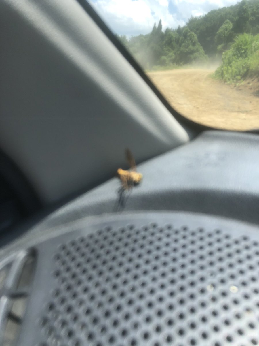 こいつ勝手に入ってきてダッシュボードの熱で死にやがった