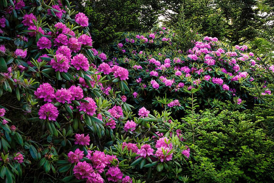 Bloom into spring — Vibrant rhododendrons from the Blue Ridge Mountains await your walls.
buff.ly/wcuQyEE

#BlueRidgeMountains #Rhododendrons #SheliaHuntPhotography #BuyIntoArt #NaturePhotography