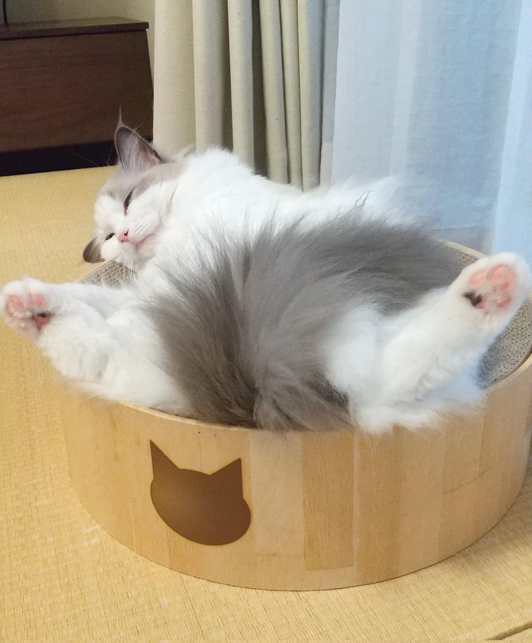 ねこにゃんにゃんです。 ねこにすと | ねこにすとおすすめガチャ紹介🐈 うこのコのいちに
