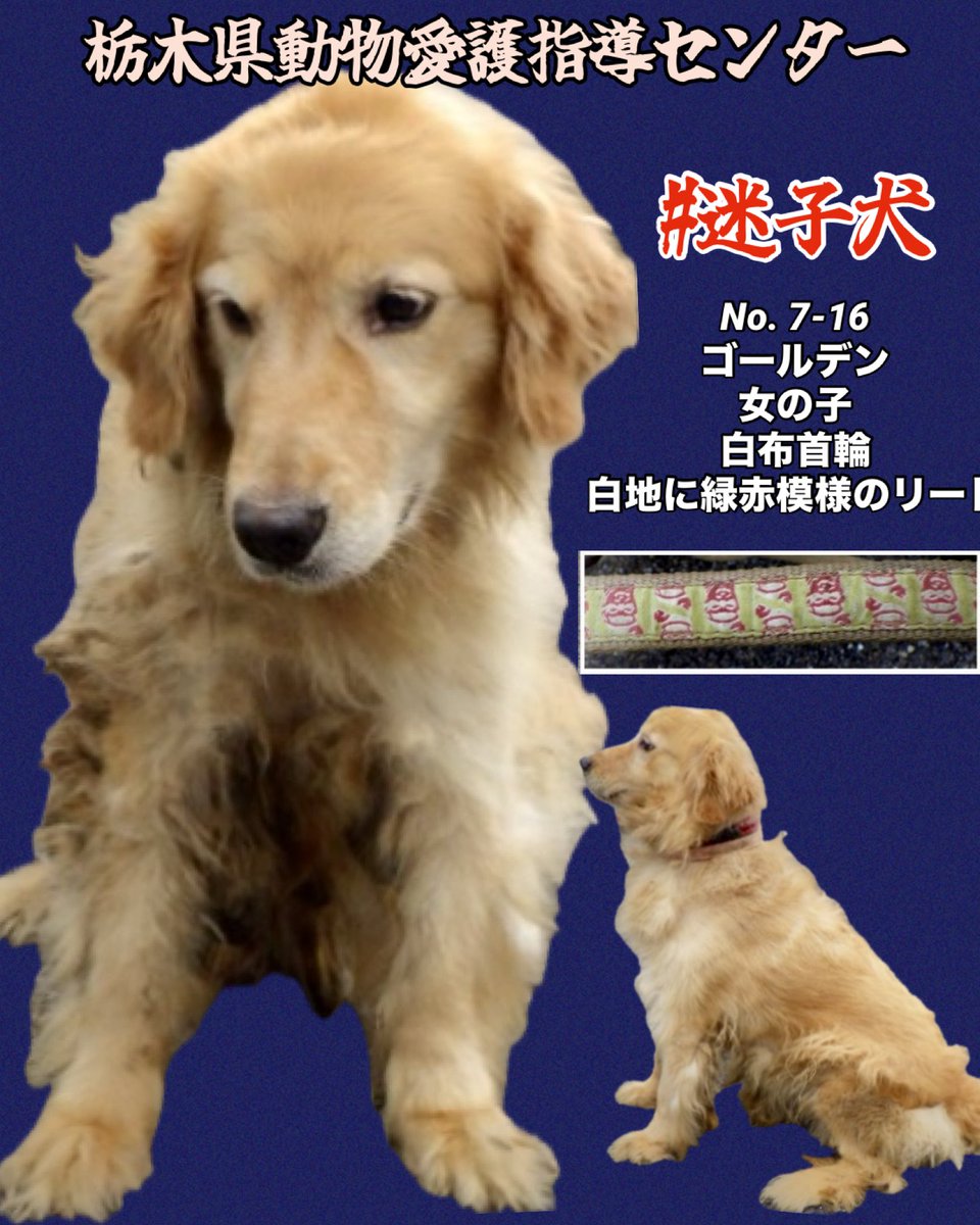 gollfe's tweet photo. #迷子犬
#ゴールデンレトリバー 飼い主さんを知りませんか？
迷子は飼い主さんの責任です

穏やかで社交的なゴールデン
不安な日々を過ごしてます
迎えに来てください
待ってますよ💧

心当たり有る方は知らせてください
裏切る事だけはしないで🙇🏼‍♀️🙏🏻

🔹7/11 栃木県栃木市平柳町で保護
🔹No.7-16
🔹ゴールデン・女の子・茶
🔹白布首輪・白地に緑赤模様のリード
♦️掲載期限7/24
🆘栃木県動物愛護指導センター

🈲クレーム安否確認📱厳禁です🙏🏻
業務に支障を期します
救う事には繋がりません
ご理解頂けますようお願いします🙇🏼‍♀️

飼い主様
https://t.co/X1v2JCExVs