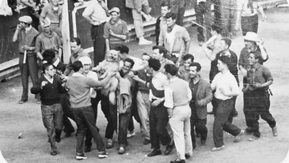 Tal día como hoy en Pamplona el 12 de julio de 1958

🐂Encierro de Miura más largo de la historia

Duró media hora, un toro no quiso entrar. Al final un pastor apareció con el perro Ortega que le ladró a la cara y le mordió las patas.

Los mosos dieron con el, la vuelta al ruedo.