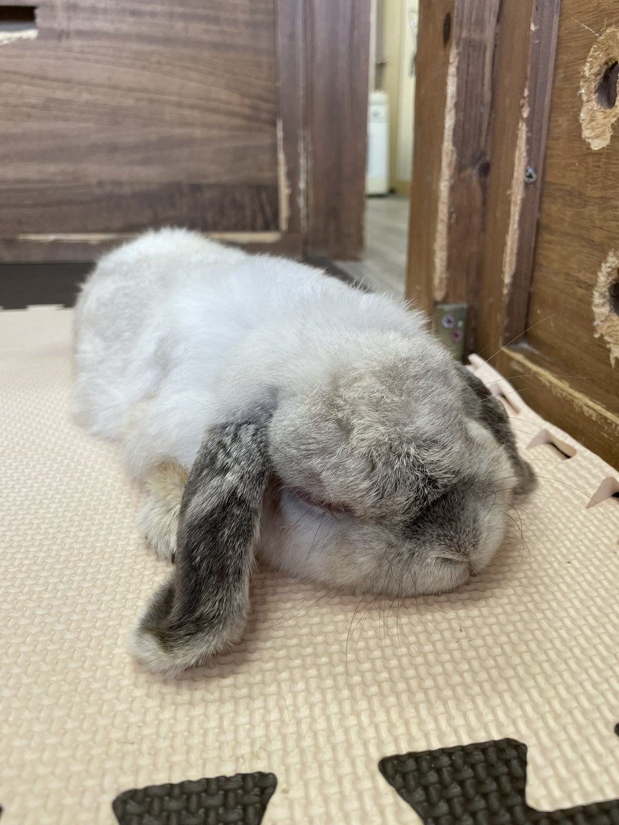 chocolate_otter's tweet image. 本日も12時開店しました🙇‍♂️
昨日まで涼しかったのですが今日はまた暑い郡山市内です💦本日もゴン太くん共々もご来店お待ちしております😊
