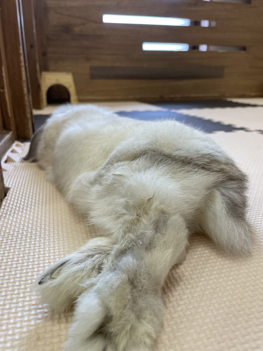 chocolate_otter's tweet image. 本日も12時開店しました🙇‍♂️
昨日まで涼しかったのですが今日はまた暑い郡山市内です💦本日もゴン太くん共々もご来店お待ちしております😊