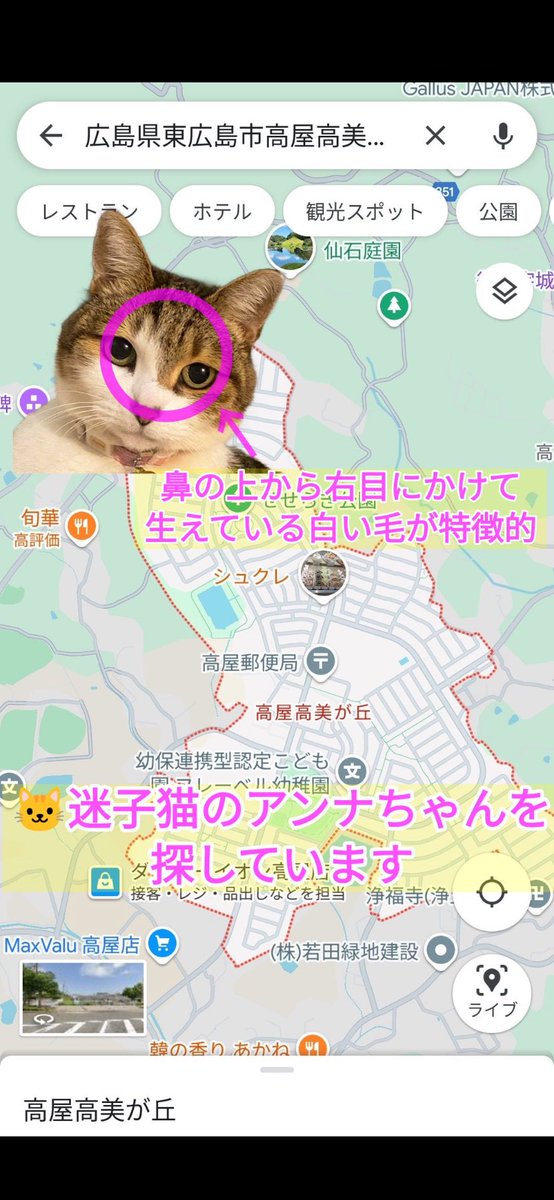 hWCeBKCmar84100's tweet photo. 不確かな情報ではありますが、これまでに2度ほど年配の方が保護して飼っているという情報がありました、地域の店舗や公共施設にお願いしてチラシの掲示もしていましたが、ネットなどを見ない方だと未だに探している事を知らない可能性もあります
#愛猫 #探してます https://t.co/lcllTQmPiw