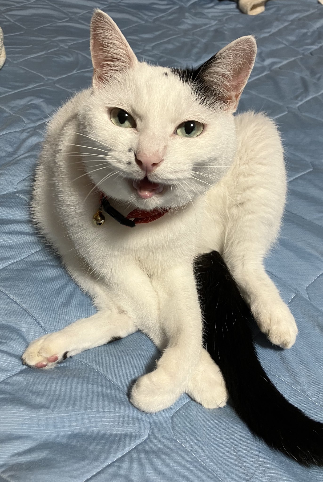 猫の三太夫 on X: 