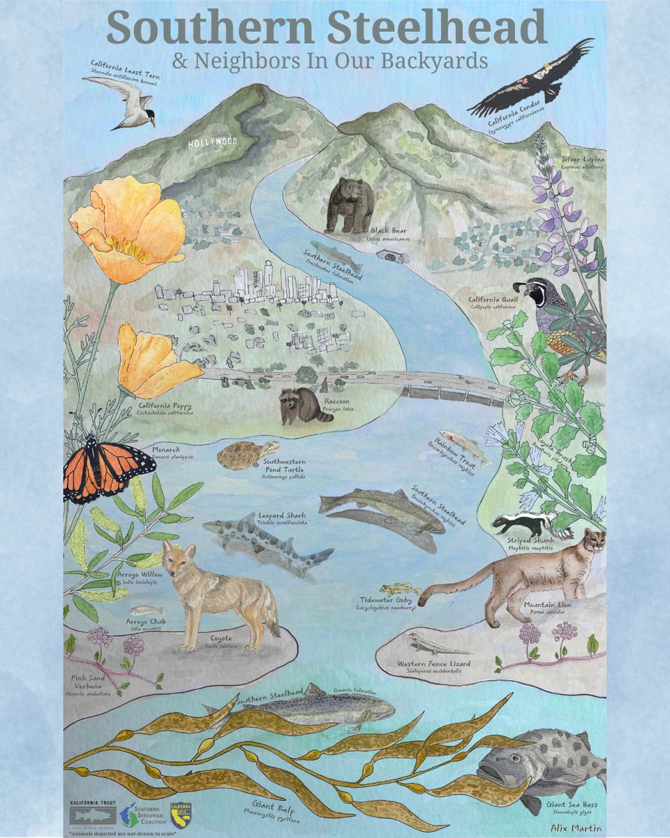 CalTrout's tweet image. Southern steelhead, similar to salmon, are a keystone species in SoCal environments. Their health indicates that of the surrounding ecosystem for both people & wildlife! Check out how they support members of the same ecosystem 👉 Artwork by CalTrout's ever-talented Alix Martin