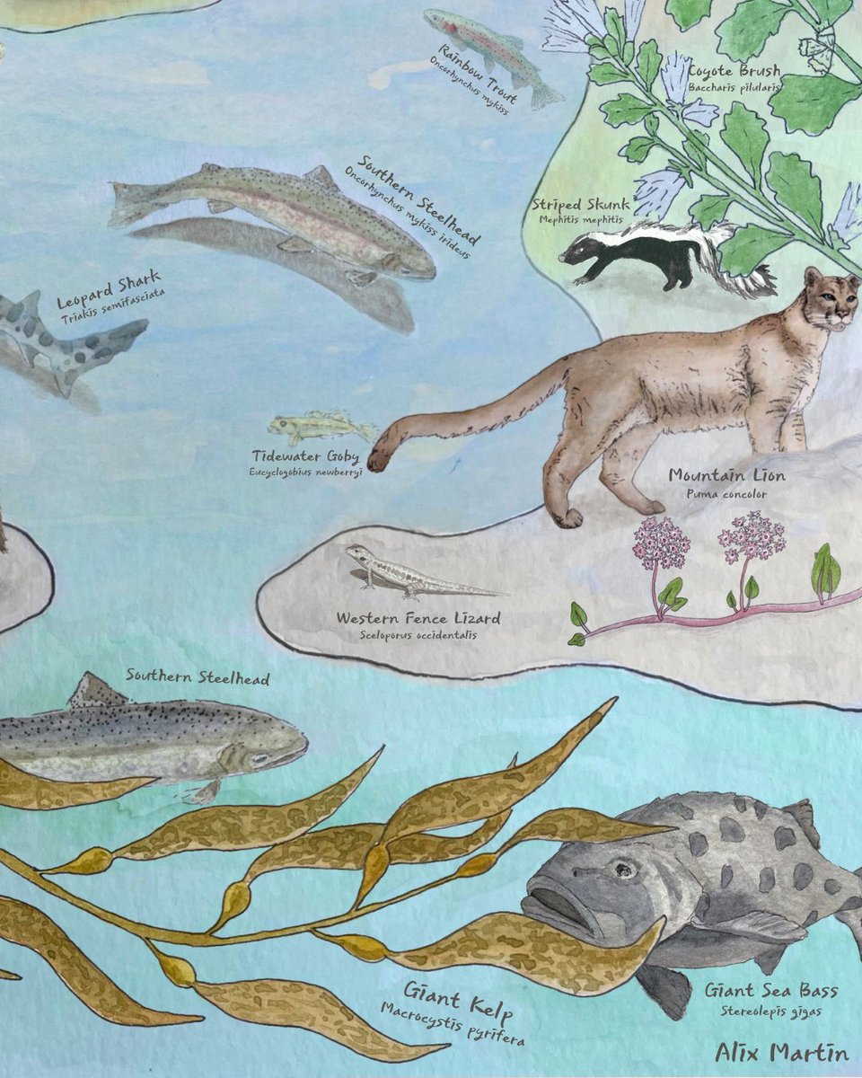 CalTrout's tweet image. Southern steelhead, similar to salmon, are a keystone species in SoCal environments. Their health indicates that of the surrounding ecosystem for both people & wildlife! Check out how they support members of the same ecosystem 👉 Artwork by CalTrout's ever-talented Alix Martin