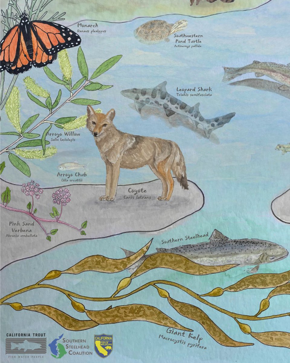 CalTrout's tweet image. Southern steelhead, similar to salmon, are a keystone species in SoCal environments. Their health indicates that of the surrounding ecosystem for both people & wildlife! Check out how they support members of the same ecosystem 👉 Artwork by CalTrout's ever-talented Alix Martin
