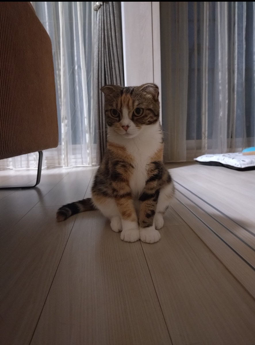 peppermint0726's tweet photo. 2月頃の猫たちと、最近の猫たち☺️冬は丸っこかったんやな🥹 https://t.co/IyU4wiv6o4